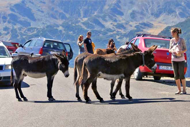 reise rumänien transalpina | motorradreise nach rumänien mit karpaten offroad touren